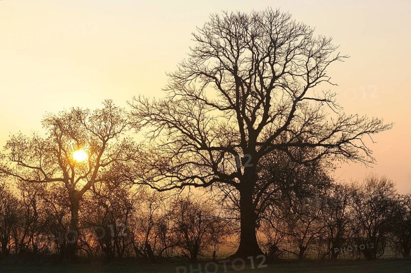 Sunrise with trees and fog