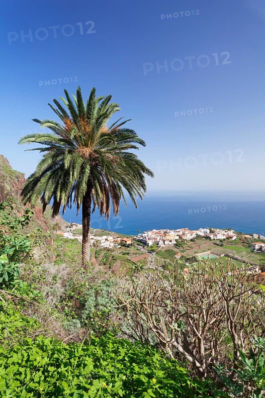 Palm tree