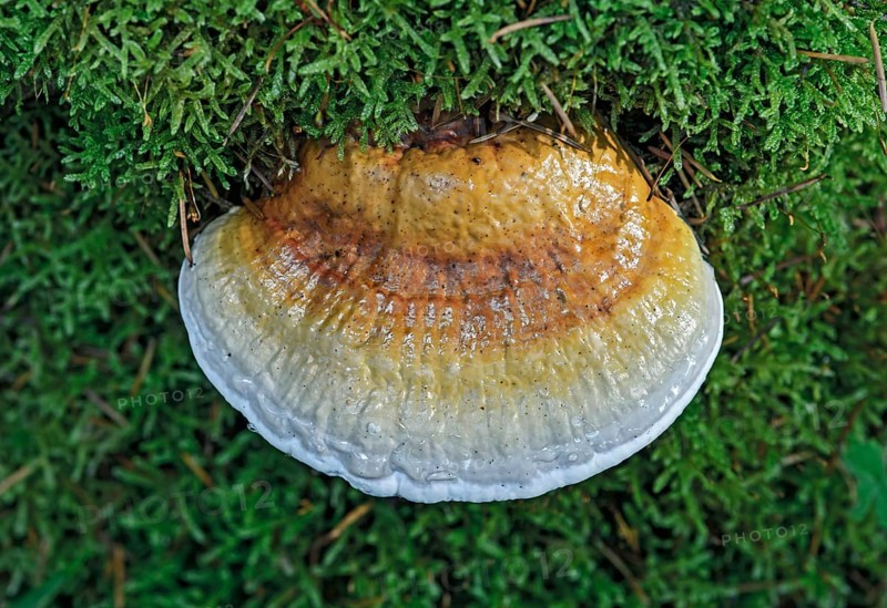 Shelf mushroom or Bracket fungus (Ganoderma sp.)