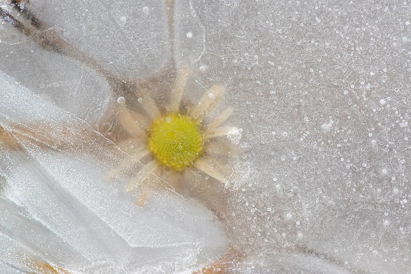 Flower in ice
