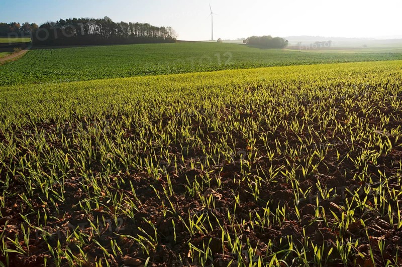 Budding winter wheat (Triticum aestivum) in the field