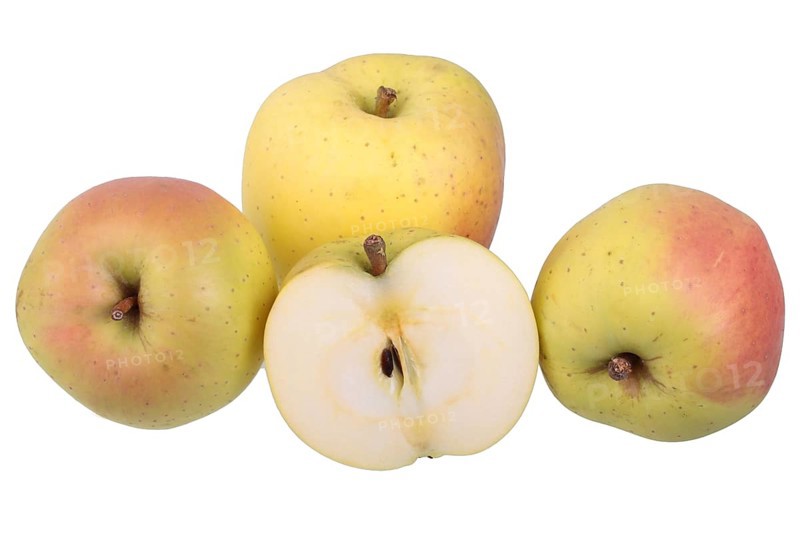 Apple variety Yellow Bellefleur with cut apple