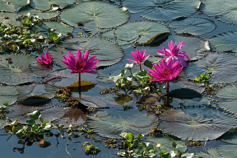 Lotus flowers (Nelumbo)