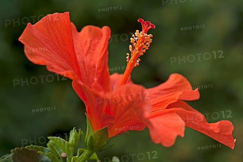 Red Hibiscus flower (Hibiscus)
