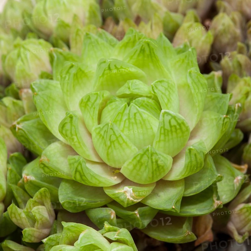 Haworthia cooperi