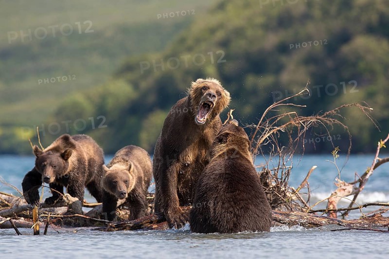 Brown bear (Ursus arctos)