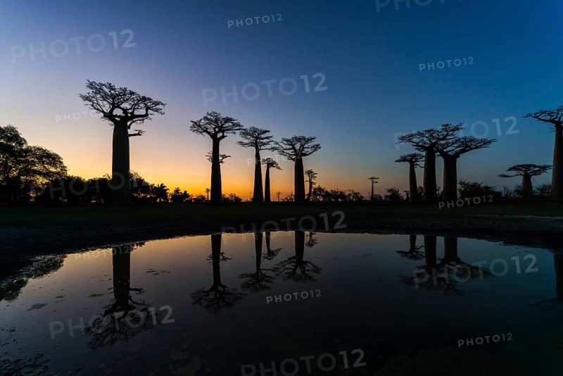 Avenue of the Baobabs