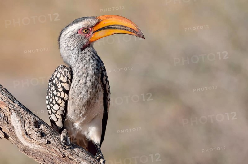 Southern Yellow-billed Hornbill (Tockus leucomelas)
