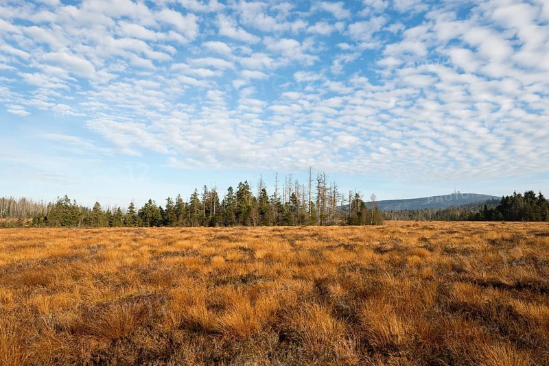 Torfhausmoor in autumn