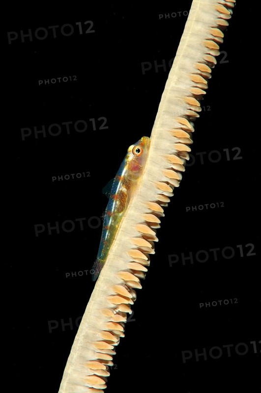 Large Whip Goby or White-line Seawhip Goby (Bryaninops amplus)