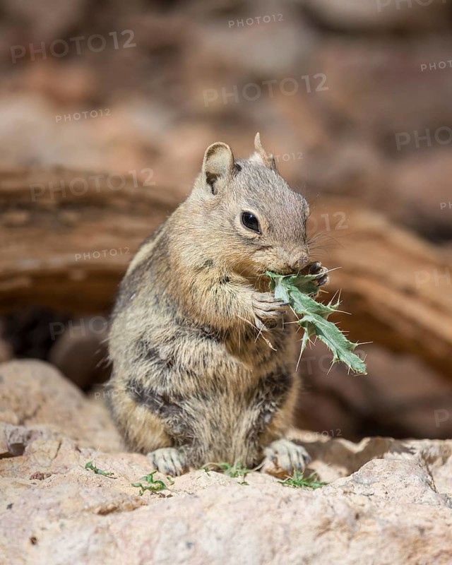 Harris' Antelope Squirrel (Ammospermophilus harrisii)
