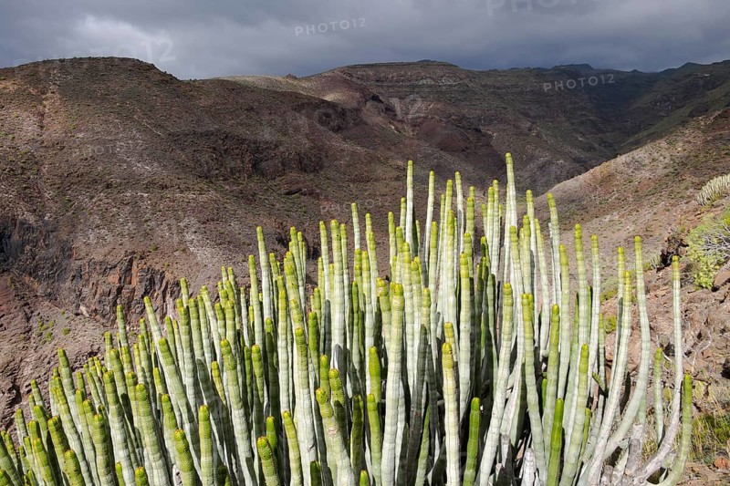 Canary Island Spurge (Euphorbia canariensis)