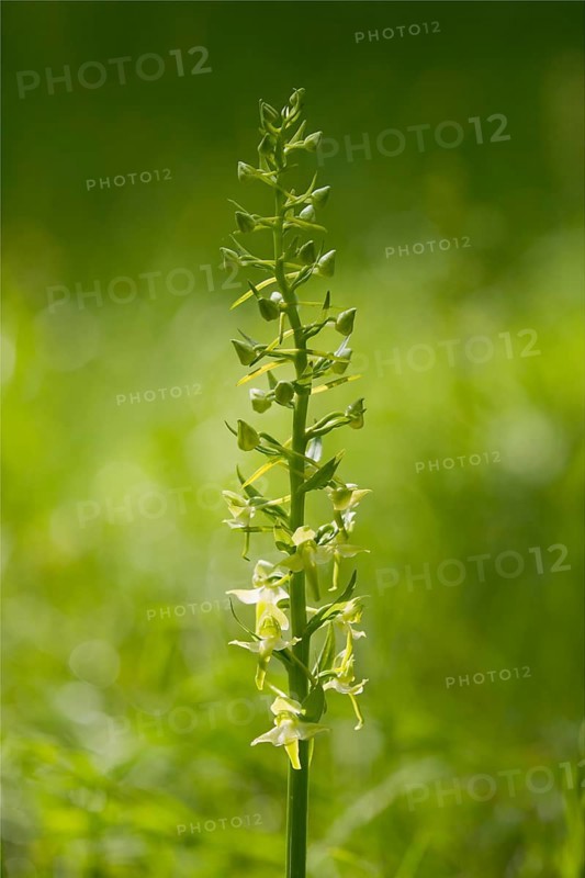 Greater Butterfly Orchid (Platanthera chlorantha)