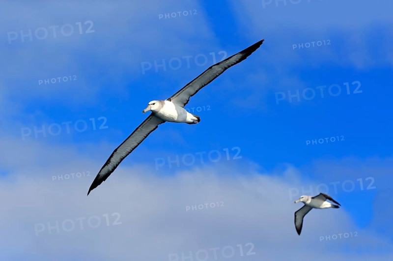 Shy albatross (Thalassarche cauta)
