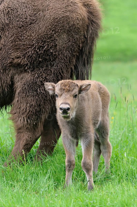 European bison (Bison bonasus)