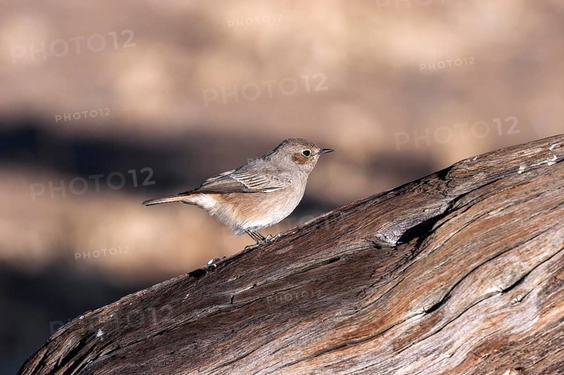 Familiar chat (Cercomela familiaris)