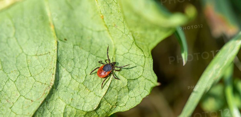 Female tick