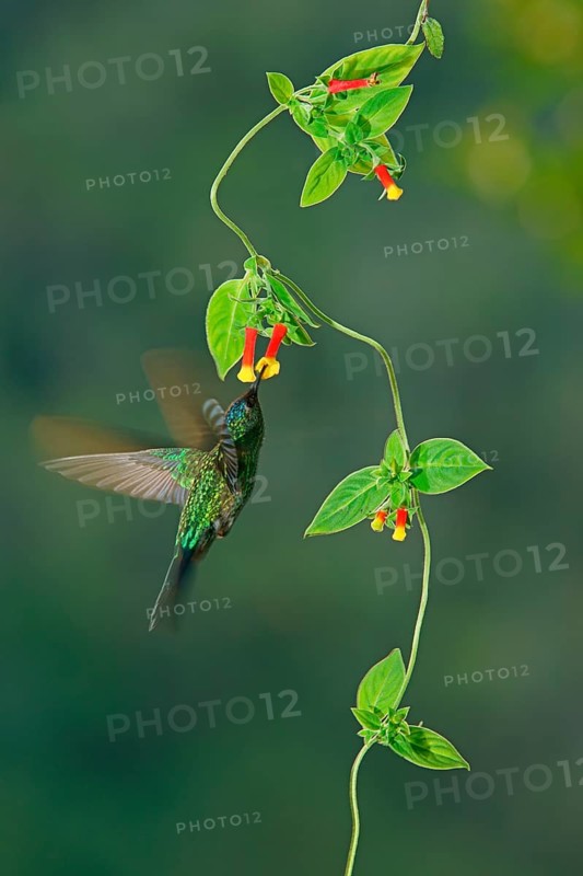 Violet-capped woodnymph (Thalurania glaucopis) drinking nectar at a flower