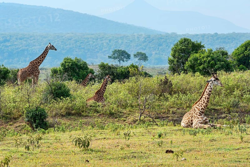 Giraffes (Giraffa camelopardalis)
