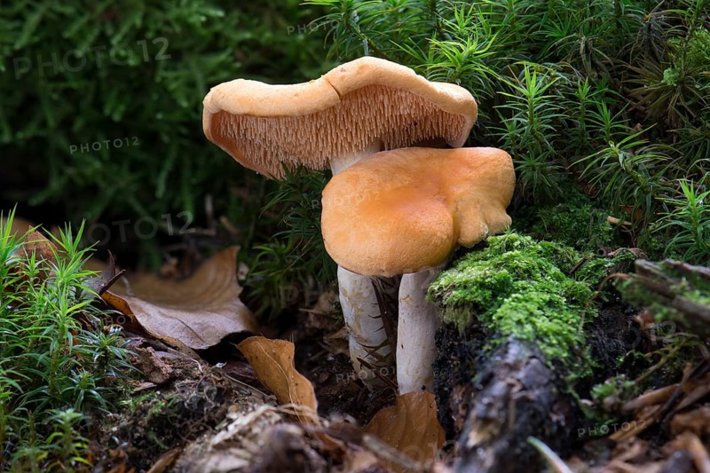 Hedgehog Mushroom (Hydnum repandum var. Rufescens)