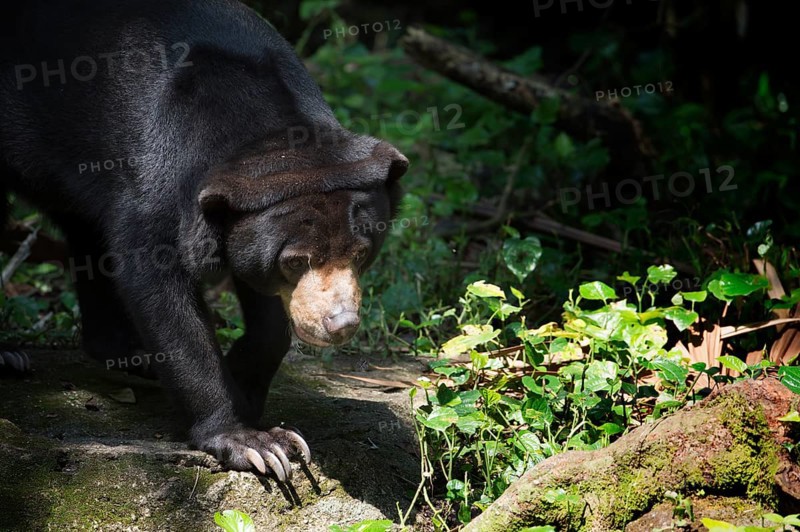Sun Bear (Helarctos malayanus)