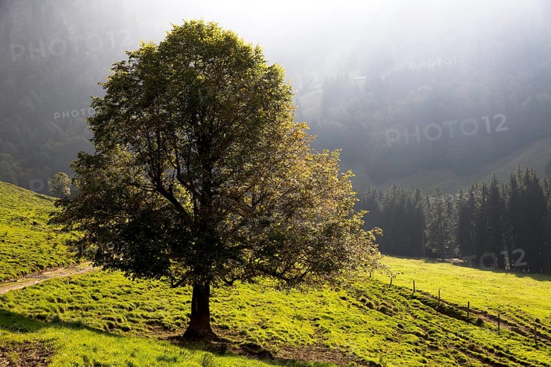 Autumn mood