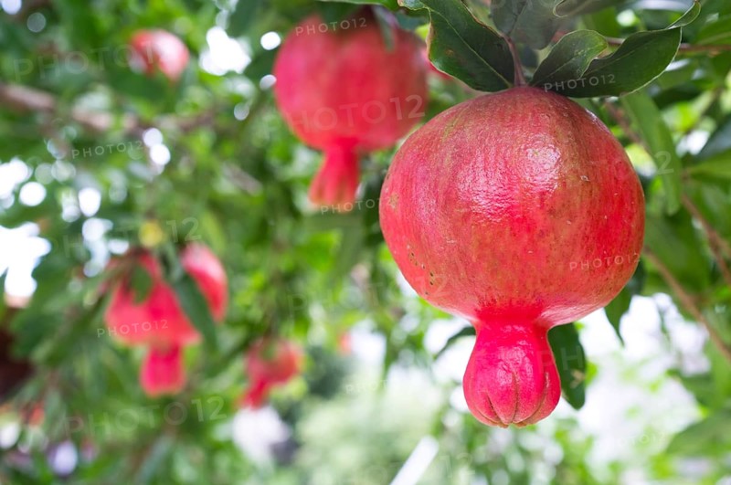 Pomegranate (Punica granatum) fruits growing on a tree