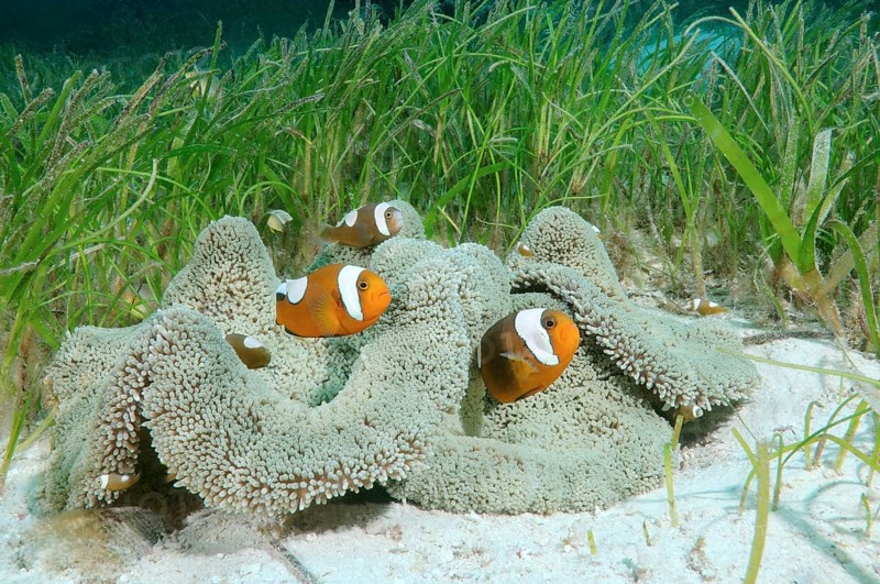 Saddleback clownfish (Amphiprion polymnus) Bohol Sea