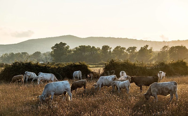 Charolais cattle in a pasture