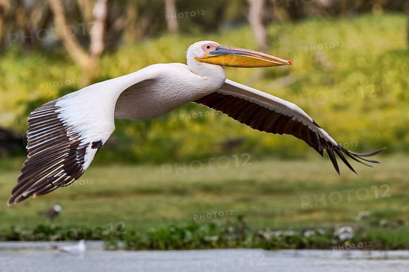 Great white pelican (Pelecanus onocrotalus) in flight