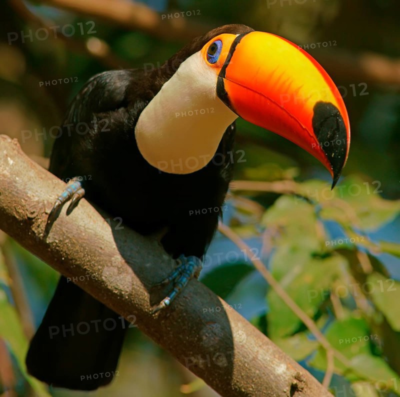 Toco toucan (Ramphastos toco) on a branch