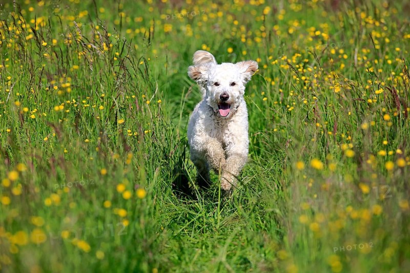 Labradoodle