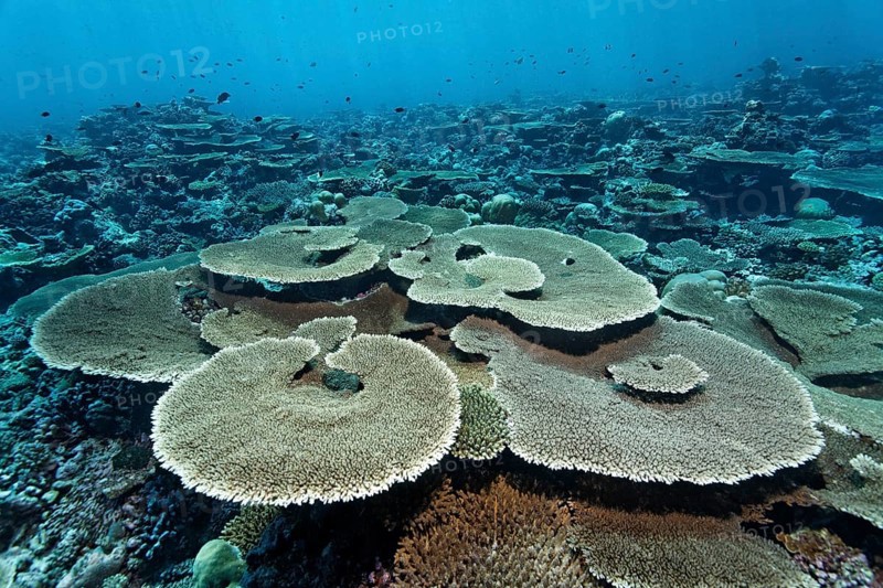 Reef flat with Acropora table coral (Acropora hyacinthus)