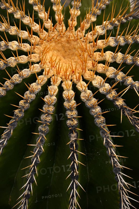 Golden Barrel Cactus (Echinocactus grusonii)