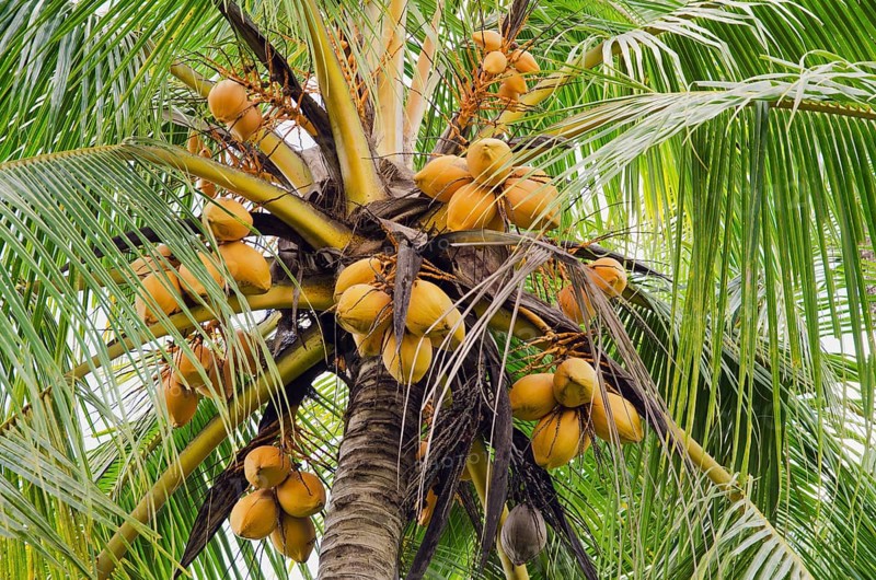 Coconuts on a coconut palm (Cocos nucifera)
