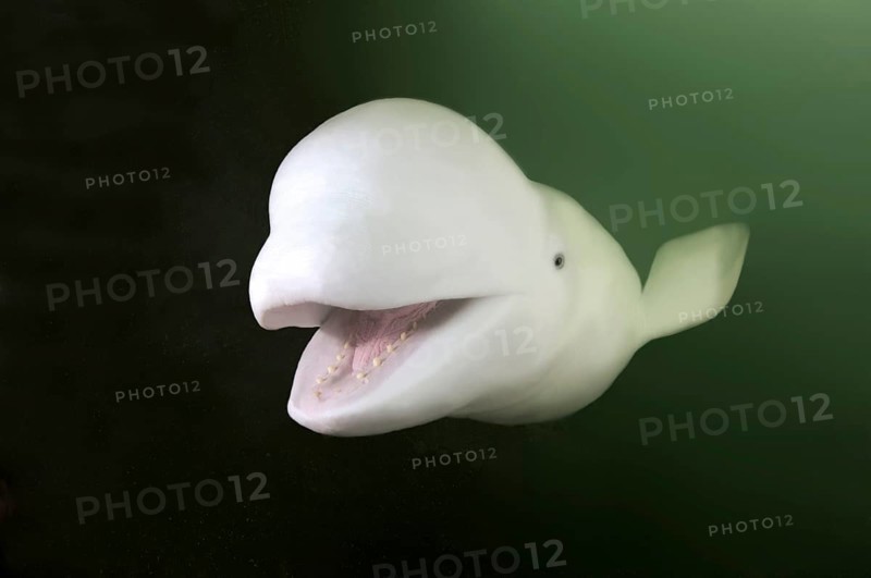 Beluga or White Whale (Delphinapterus leucas)