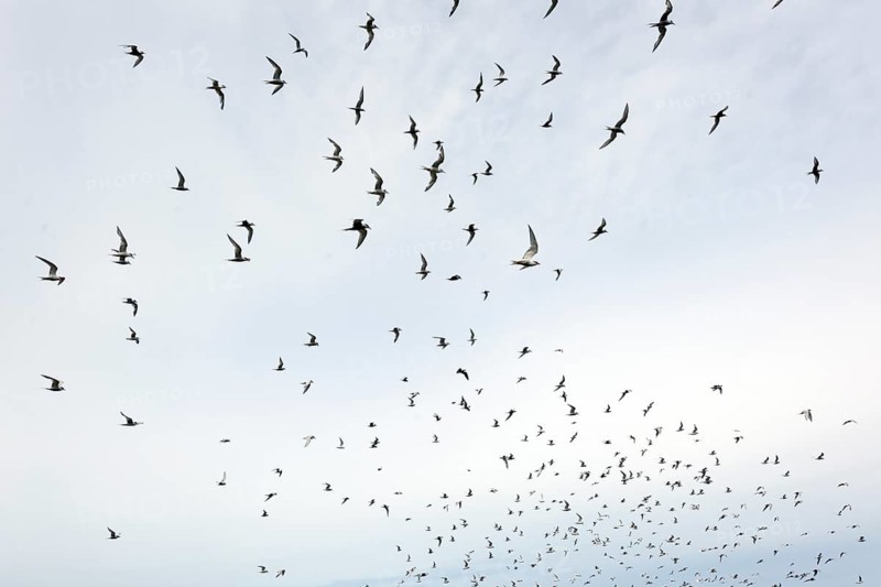 Arctic Terns (Sterna paradisaea)