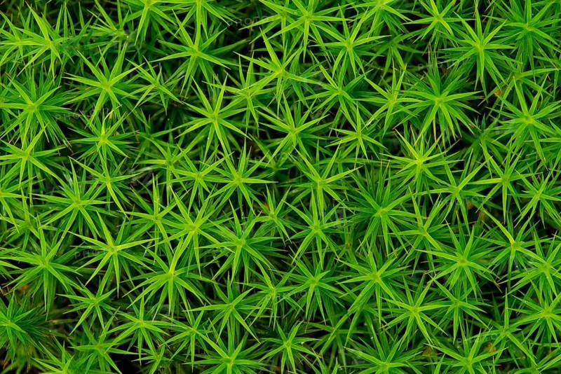 Common haircap moss (Polytrichum commune)