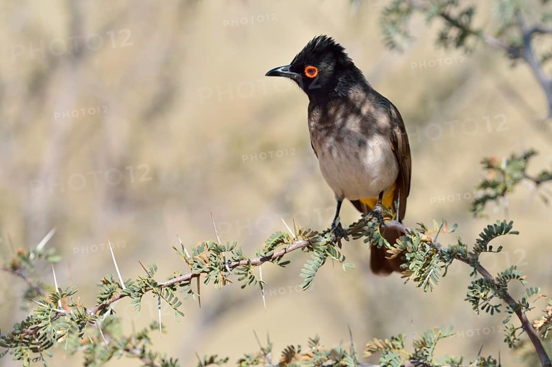 African Red-eyed Bulbul (Pycnonotus nigricans)