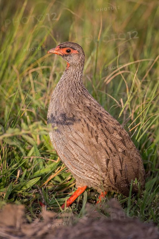 Red-necked Spurfowl (Francolinus afer cranchii)
