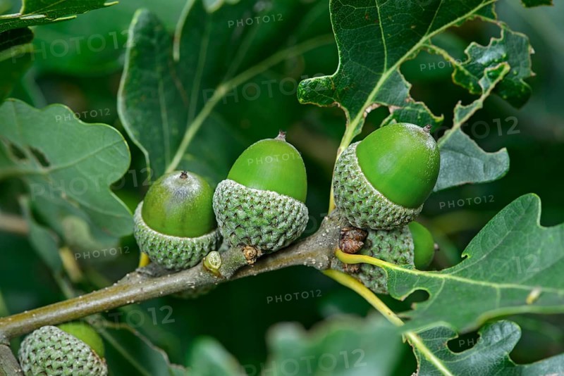 Acorns of the Downy Oak or Pubescent Oak (Quercus pubescens)