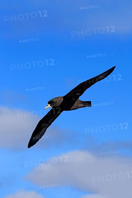 White-chinned Petrel or Cape Hen (Procellaria aequinoctialis)