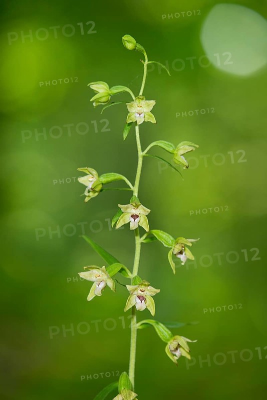 Narrow-lipped Helleborine (Epipactis leptochila)