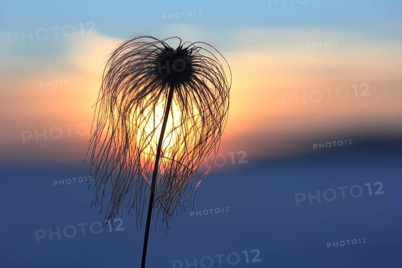 Chinese Clematis