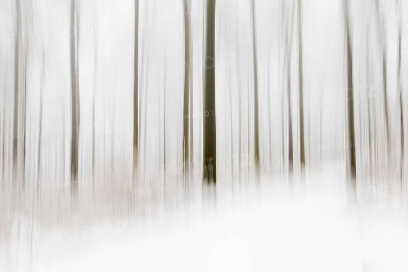 Winter forest