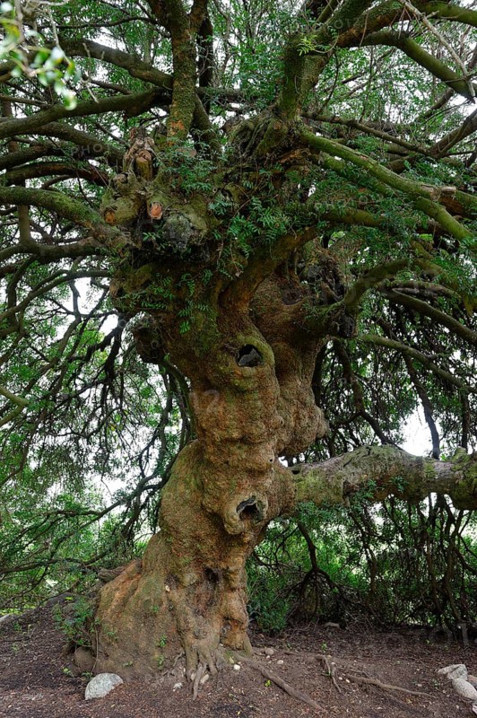 Mastic Tree (Pistacia lentiscus)