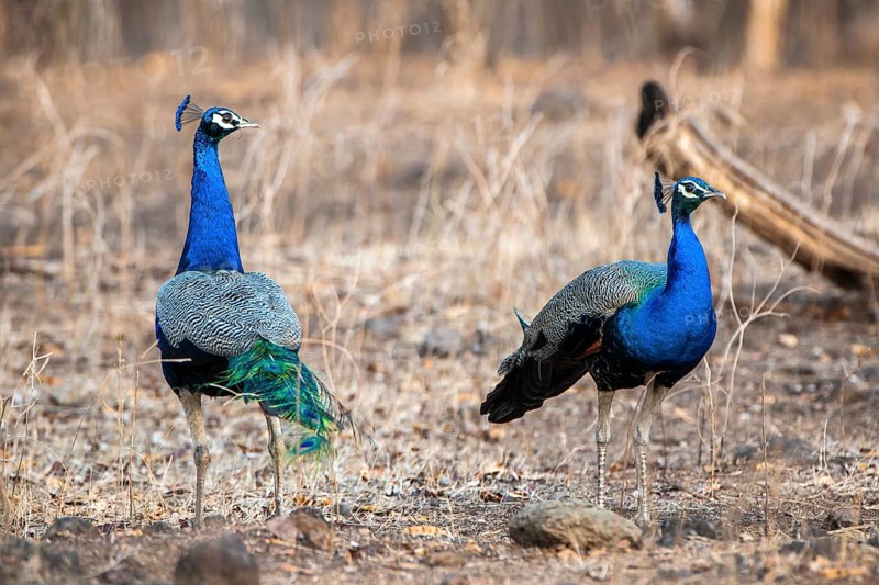 Indian Peafowl (Pavo cristatus)