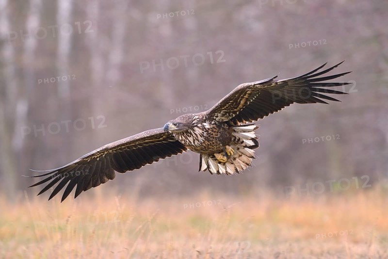 White-tailed Eagle (Haliaeetus albicilla) in flight in an autumn landscape
