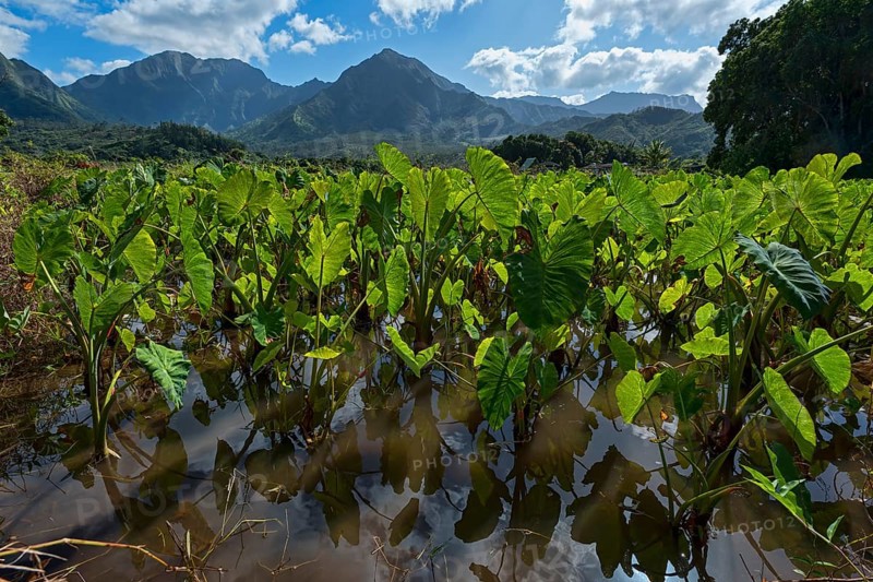 Field with Taro