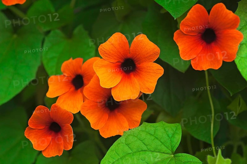 Flowers of the Black-eyed Susan (Thunbergia alata)